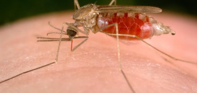 Malaria